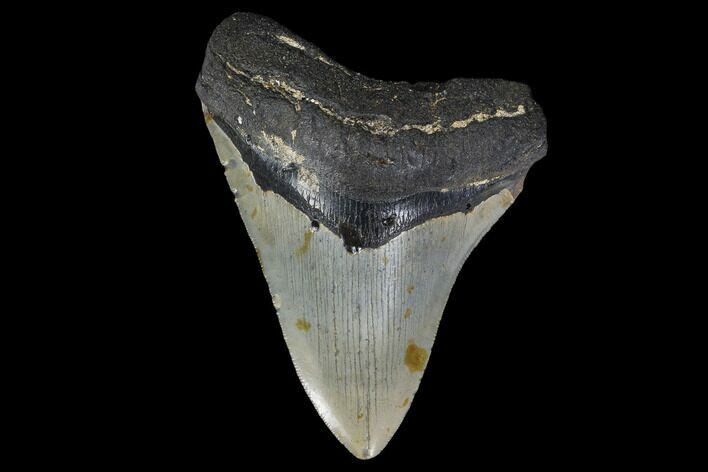 Bargain, Fossil Megalodon Tooth - North Carolina #119436